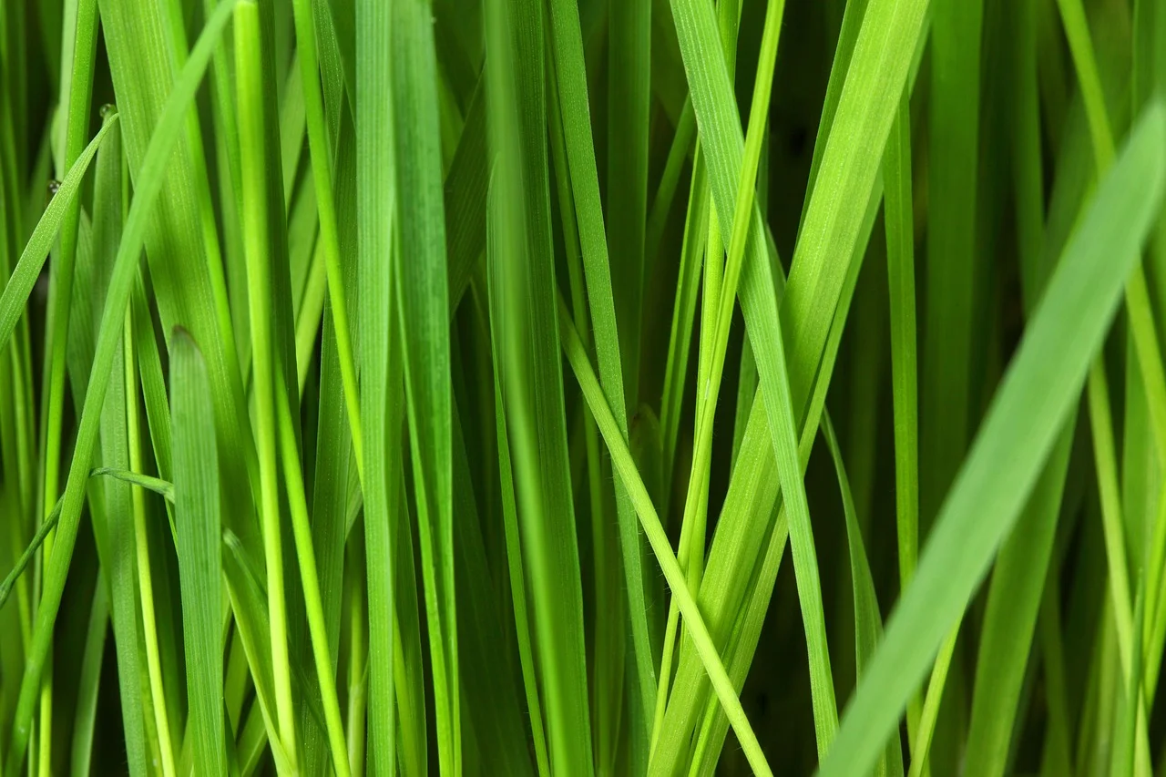 Skalowalne opakowania dla e‑commerce: papierowe torby, bawełna i pudełka